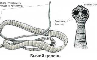 Жизненный цикл бычьего цепня, симптомы у человека