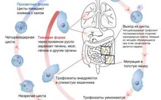 Дизентерия: симптомы у взрослых, профилактика и лечение