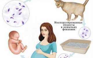 Чем опасен токсоплазмоз при беременности: симптомы, последствия для плода