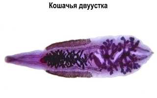 Кошачья двуустка у человека: жизненный цикл, лечение, препараты, фото
