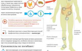 Сальмонеллез у взрослых: признаки, симптомы и лечение