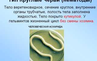 Нематоды (круглые черви) у человека: что это такое, общая характеристика