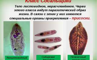 Паразитические плоские черви: представители, общая характеристика