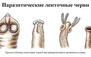 Ленточные черви у человека: представители, симптомы и лечение в домашних условиях