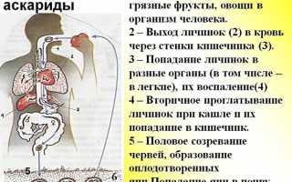Как человек может заразиться аскаридозом: пути заражения