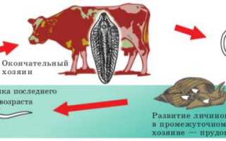 Печеночный сосальщик: жизненный цикл развития, симптомы и лечение