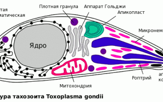 Токсоплазмоз: признаки, симптомы, лечение