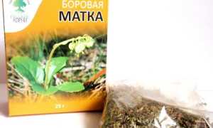 Инструкция по применению боровой матки для зачатия