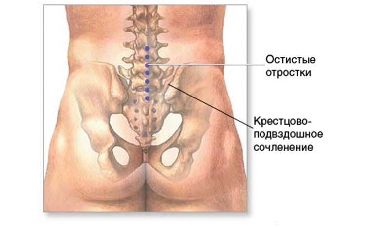 крестцово-подвздошные сочленения