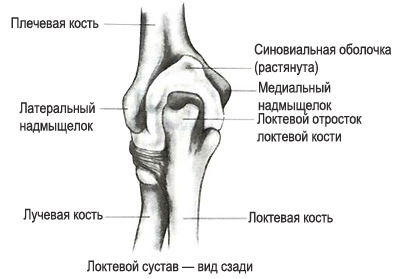 Локтевой сустав вид сзади