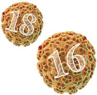 днк впч 16