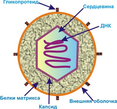 Клетка вируса днк впч