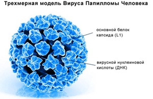 Модель вируса ВПЧ