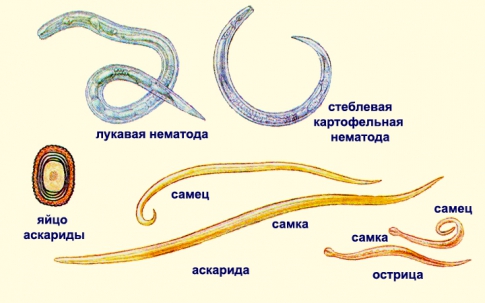 Виды гельминтов