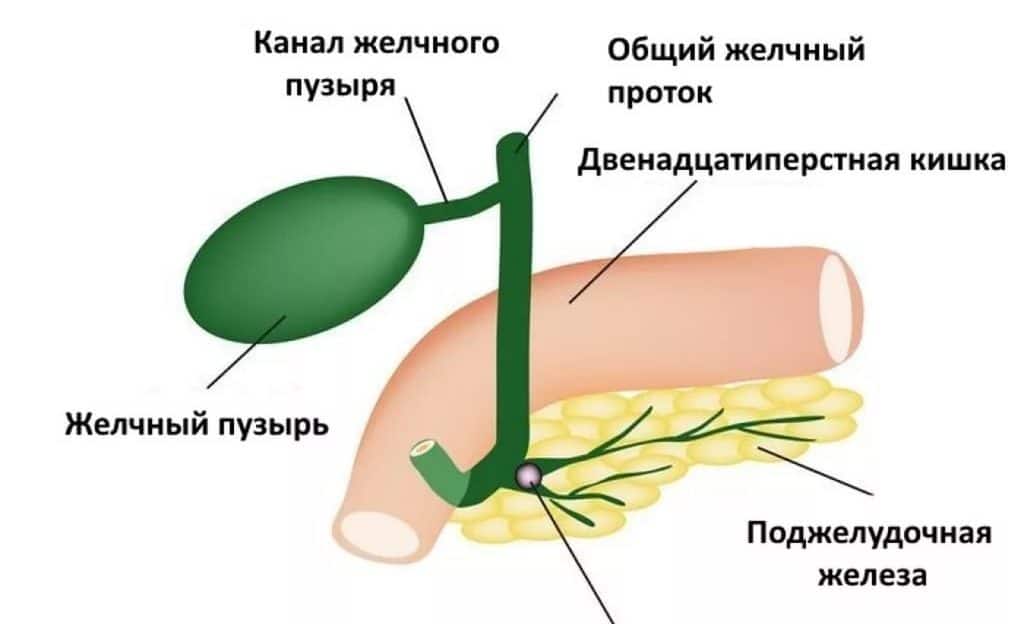 Причины возникновения водянки желчного пузыря
