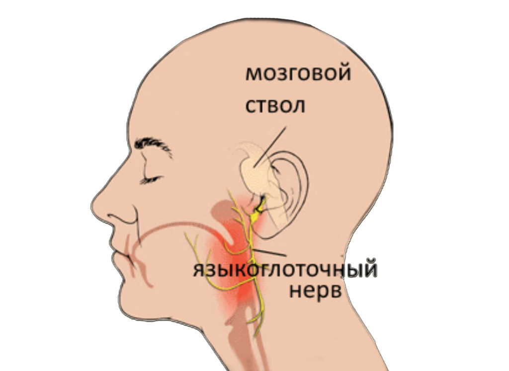 анатомия