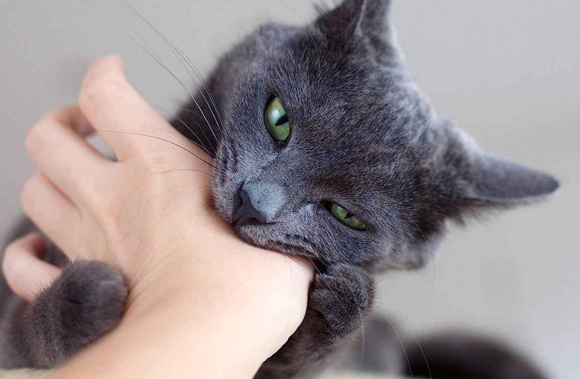 Укус кошки