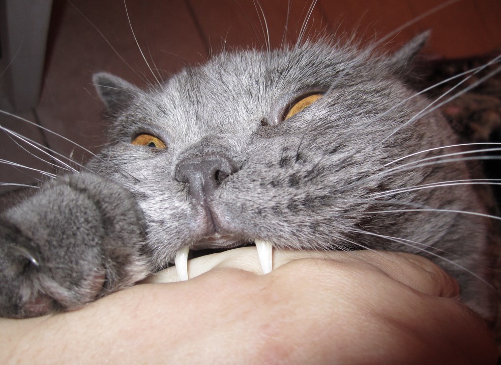 Укус кошки