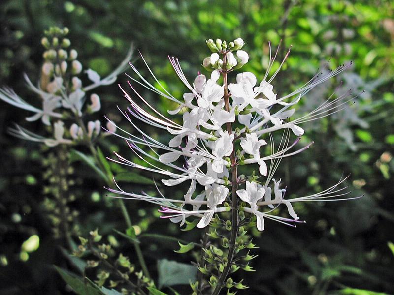 Ортосифон тычиночный (Orthosiphon stamineus)