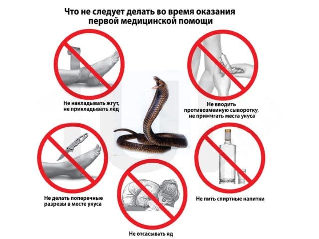 что делать при укусе змеи