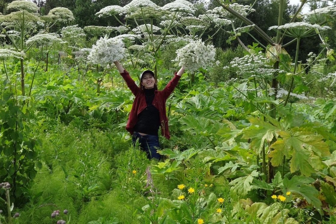 Вех ядовитый