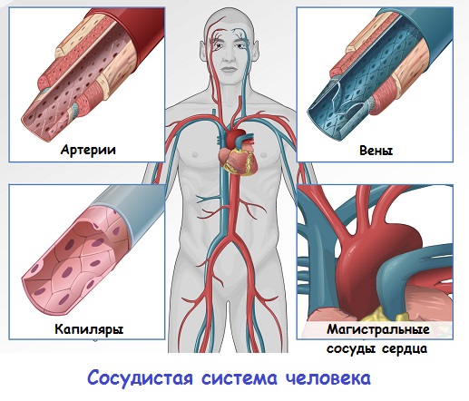 Травы, разжижающие кровь 