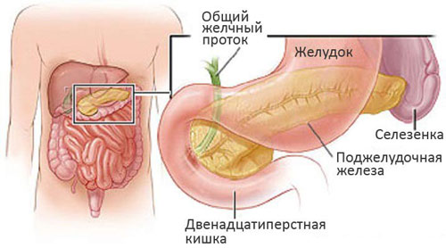 Где находится поджелудочная железа О проявлениях заболеваний поджелудочной железы