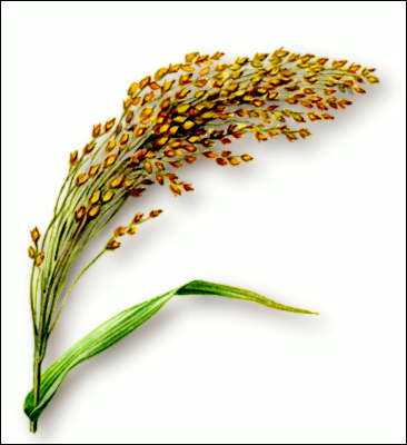 Пшенная каша при грудном вскармливании: можно ли кормящим мамам в первый месяц и далее0