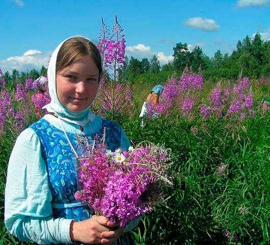 Иван-чай при грудном вскармливании: можно ли пить кормящим мамам, улучшает ли лактацию 0