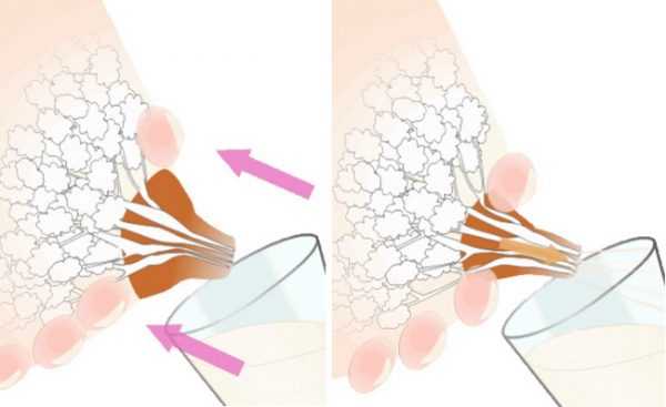 Как сцедить грудное молоко руками: после родов и в период застоя, видео и отзывы5