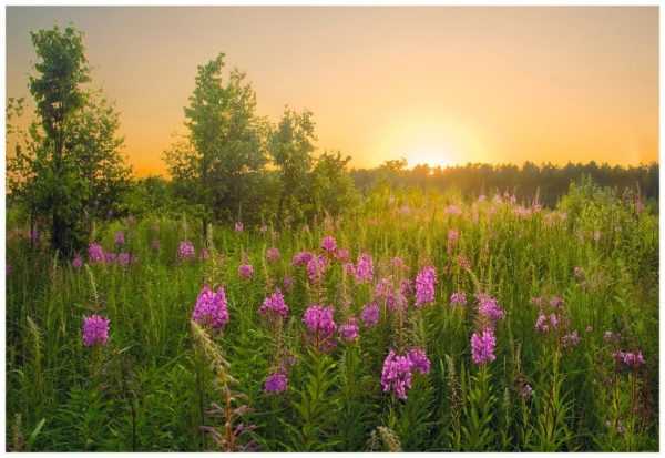 Иван-чай при грудном вскармливании: можно ли его пить кормящим мамам и улучшит ли лактацию