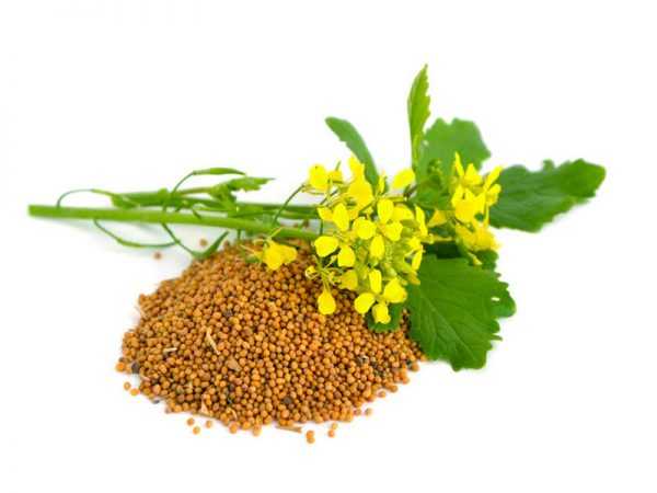 Можно ли кормящей маме майонез, горчицу или уксус2