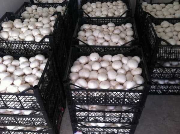 Шампиньоны при грудном вскармливании: можно ли кормящей маме4