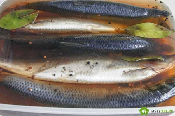 Можно ли есть малосольную, малосольную сельдь при грудном вскармливании, в том числе в первый месяц