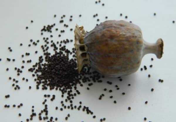 Мак при грудном вскармливании: можно ли кормящей маме0