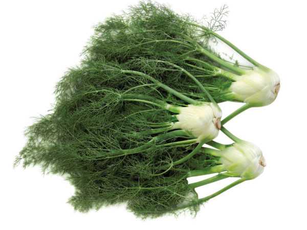 Настой из листьев фенхеля можно добавлять в грудное молоко или молочную смесь