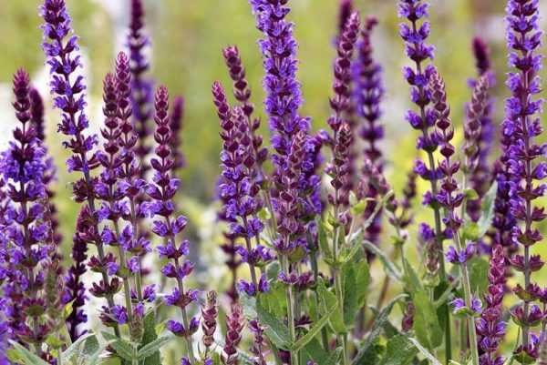 Продукты увеличивающие грудное молоко у кормящей мамы: какие продукты помогают, отзывы4