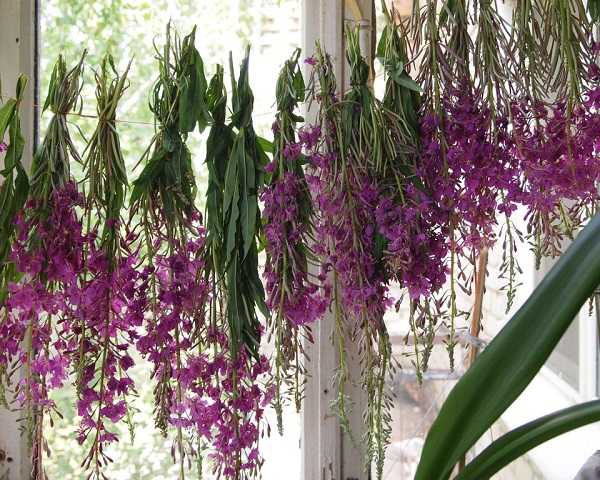 Использование разных частей растения