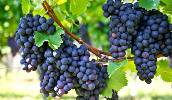 С какого возраста можно виноград ребенку С какого возраста можно виноград ребенку