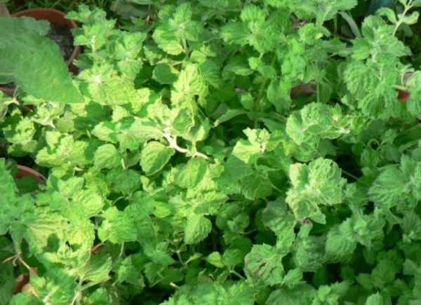 Мята кудрявая полезна при ГВ