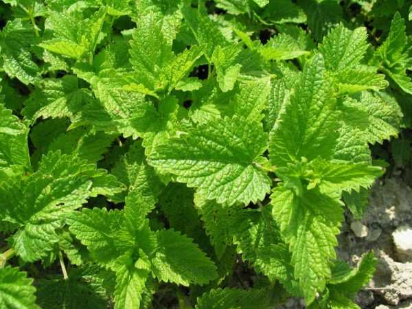 Мелисса более полезна для кормящей матери