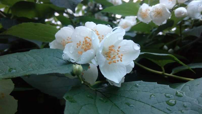 Народные методы прекращения грудного вскармливания9