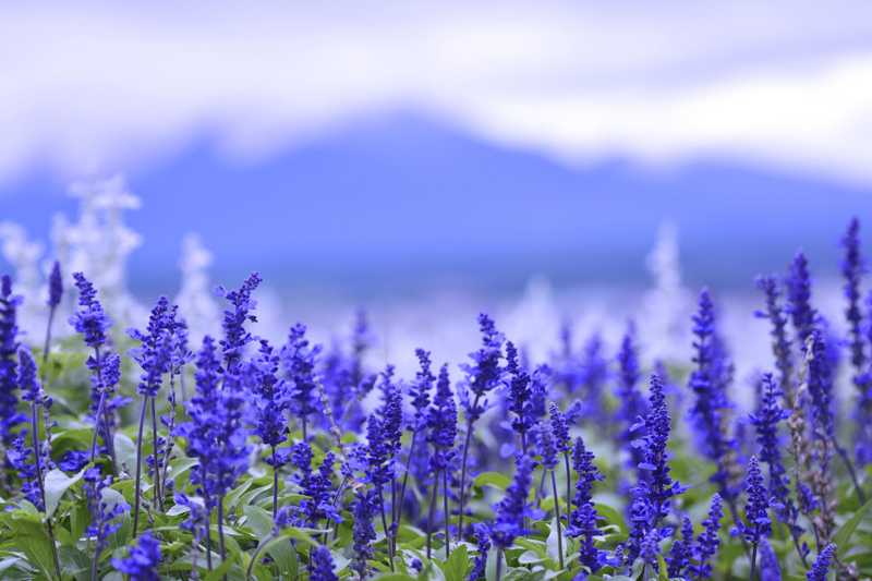 Народные методы прекращения грудного вскармливания7