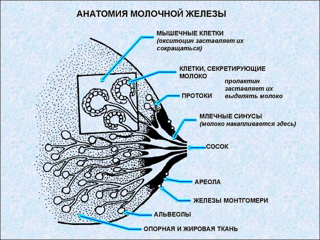 Нужно ли мыть грудь после кормления или бепантеном?1
