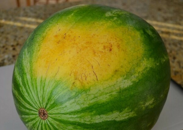 Когда, в каком возрасте и в каком количестве можно давать ребенку арбуз?