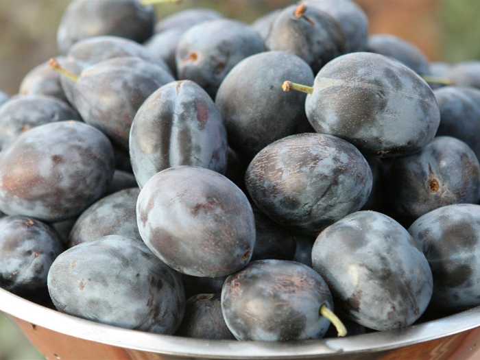 Тарелка слив Слива известна своими слабительными свойствами