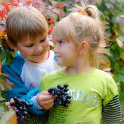 Дети с виноградом Маленькие дети собирают виноград