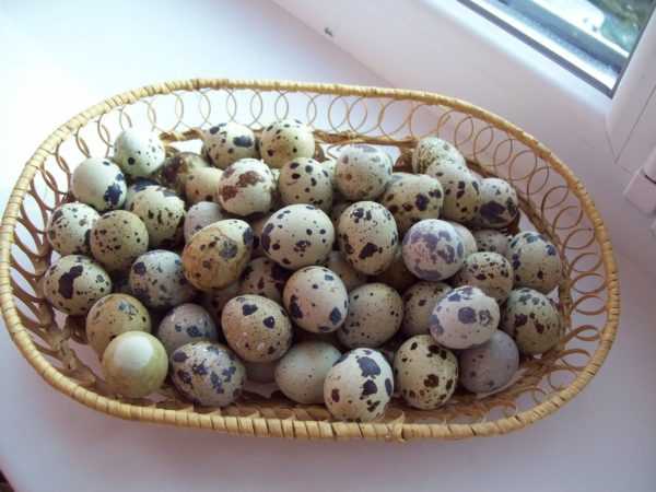 Яйца перепелки полезнее и менее аллергенны