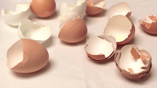 Яичная скорлупа полезна при ГВ